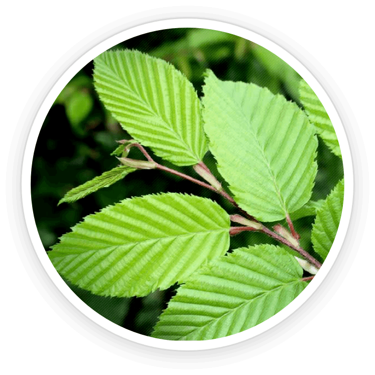 imgi_18_ingredient10