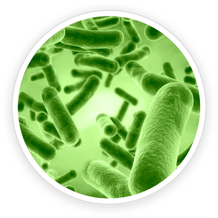 Bacillus coagulans: what the research says