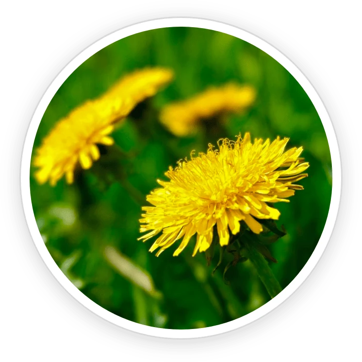 Dandelion: nutrition, evidence and PrimeBiome context