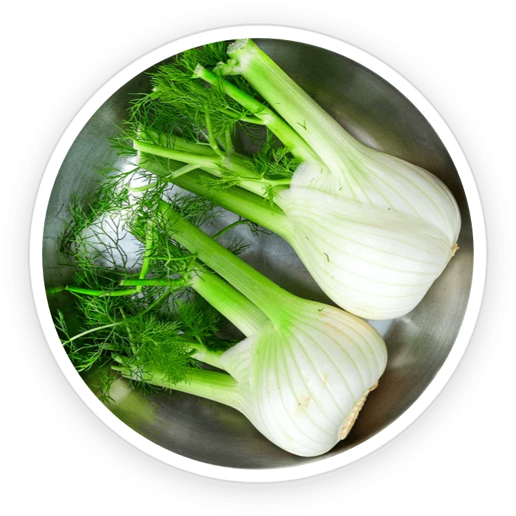 Fennel seed and digestive-wellness research