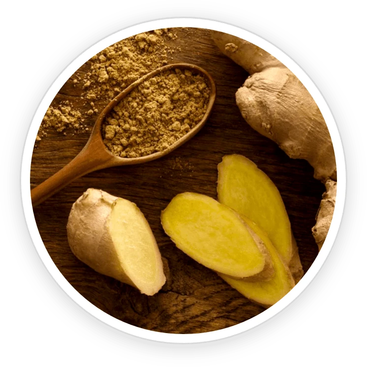 Ginger root extract: digestive research and PrimeBiome context