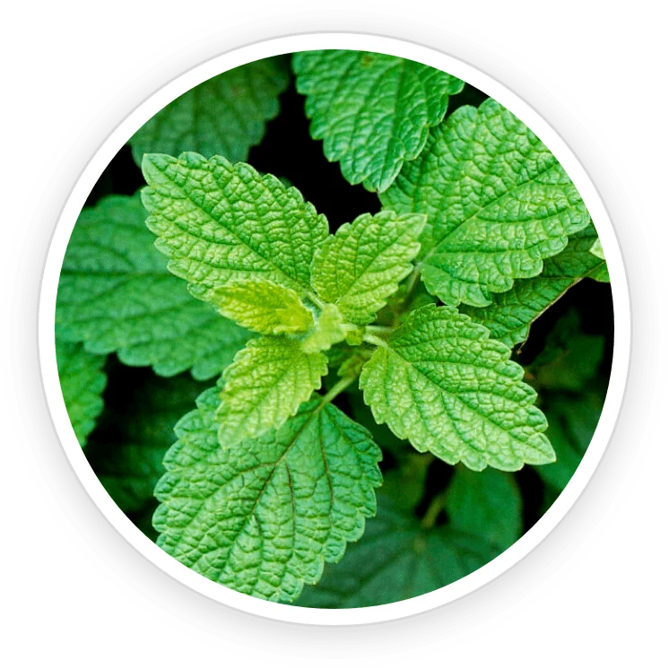 Lemon balm: uses, evidence and PrimeBiome context