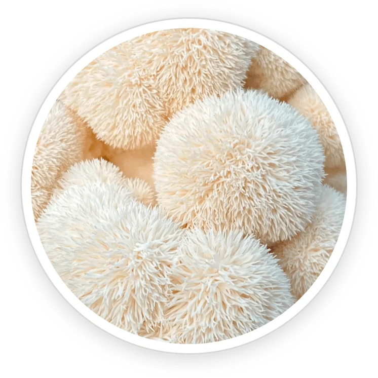 Lion's mane: what human research actually shows