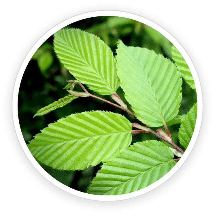 Slippery elm bark: traditional use and evidence context